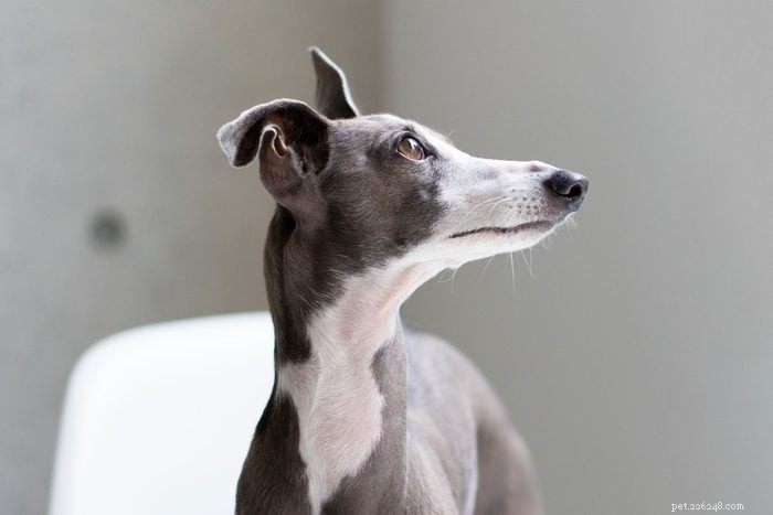 12 Long‑Nosed Dog Breeds That Captivate Every Audience