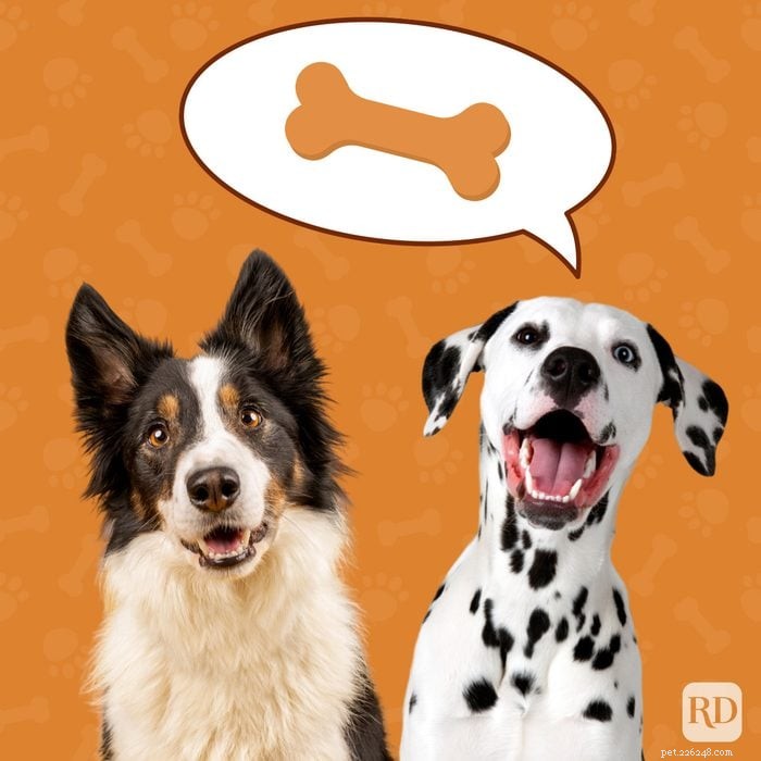 40 Heartwarming Dog Quotes That Celebrate the Unconditional Love of Our Furry Friends