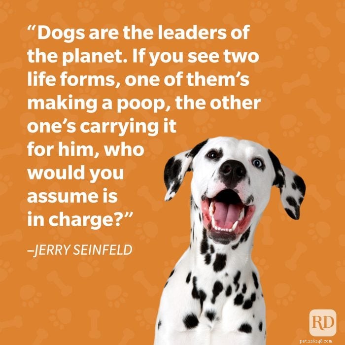 40 Heartwarming Dog Quotes That Celebrate the Unconditional Love of Our Furry Friends
