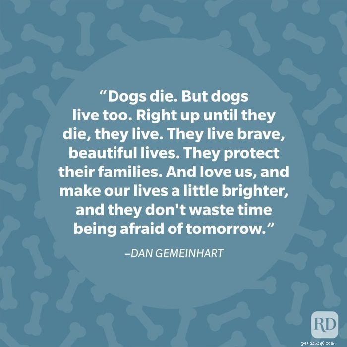 40 Heartwarming Dog Quotes That Celebrate the Unconditional Love of Our Furry Friends