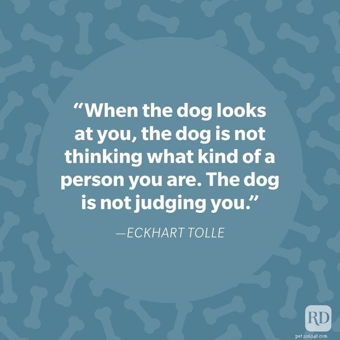 40 Heartwarming Dog Quotes That Celebrate the Unconditional Love of Our Furry Friends