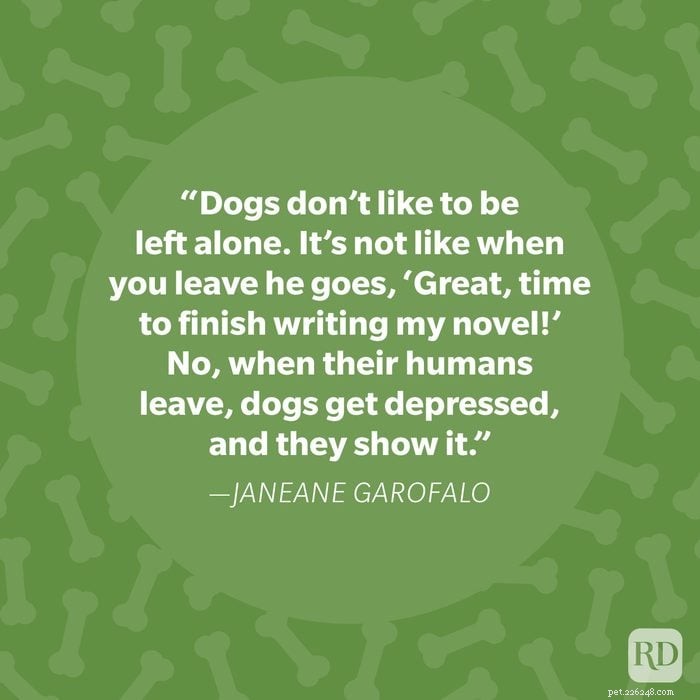 40 Heartwarming Dog Quotes That Celebrate the Unconditional Love of Our Furry Friends