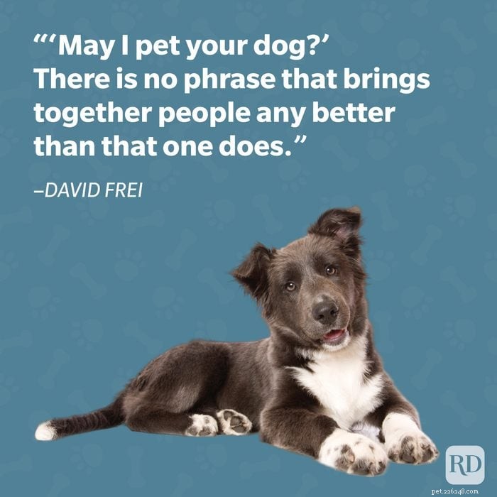 40 Heartwarming Dog Quotes That Celebrate the Unconditional Love of Our Furry Friends