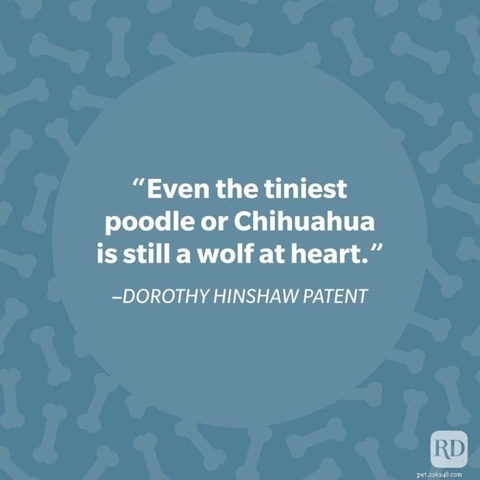 40 Heartwarming Dog Quotes That Celebrate the Unconditional Love of Our Furry Friends