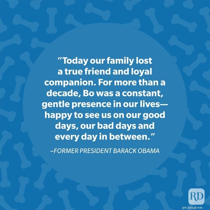 40 Heartwarming Dog Quotes That Celebrate the Unconditional Love of Our Furry Friends