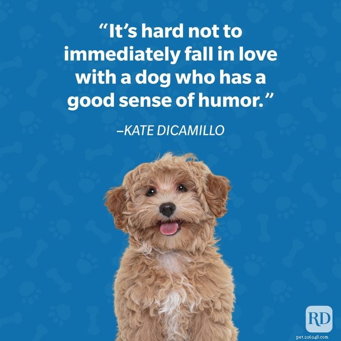 40 Heartwarming Dog Quotes That Celebrate the Unconditional Love of Our Furry Friends