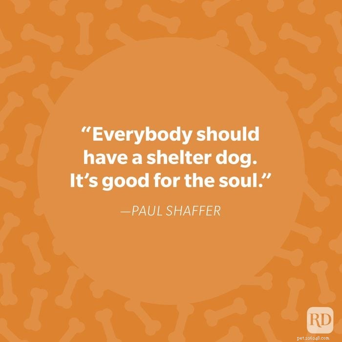 40 Heartwarming Dog Quotes That Celebrate the Unconditional Love of Our Furry Friends