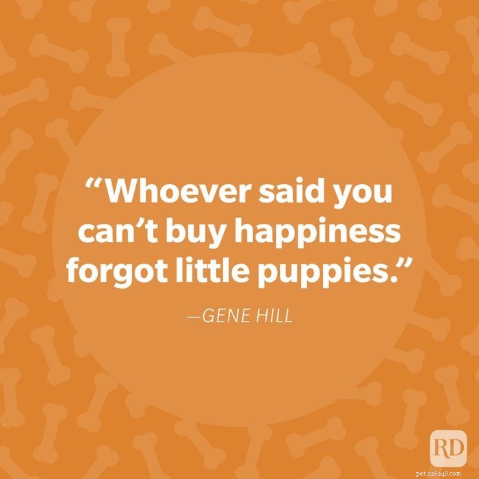 40 Heartwarming Dog Quotes That Celebrate the Unconditional Love of Our Furry Friends