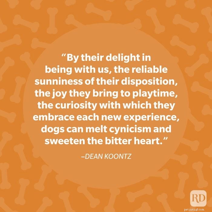 40 Heartwarming Dog Quotes That Celebrate the Unconditional Love of Our Furry Friends