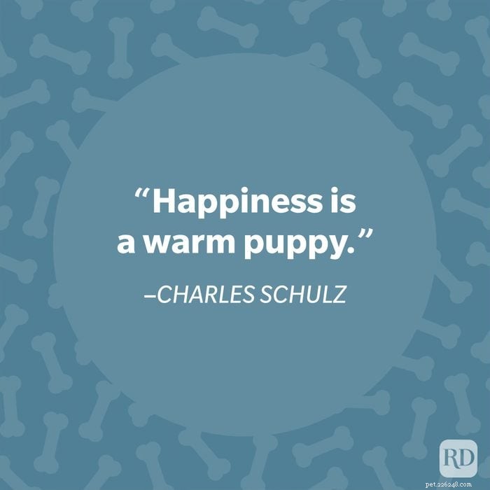 40 Heartwarming Dog Quotes That Celebrate the Unconditional Love of Our Furry Friends