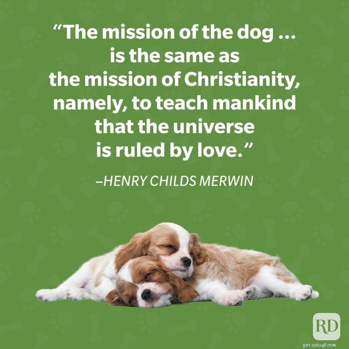 40 Heartwarming Dog Quotes That Celebrate the Unconditional Love of Our Furry Friends