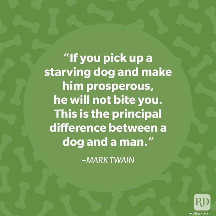 40 Heartwarming Dog Quotes That Celebrate the Unconditional Love of Our Furry Friends