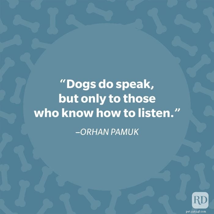 40 Heartwarming Dog Quotes That Celebrate the Unconditional Love of Our Furry Friends