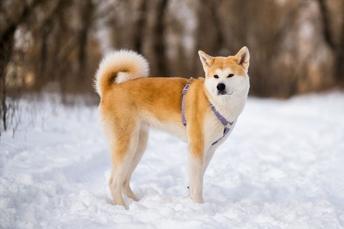 13 Irresistibly Cute Dogs With Curly Tails