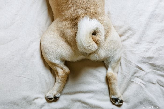 13 Irresistibly Cute Dogs With Curly Tails