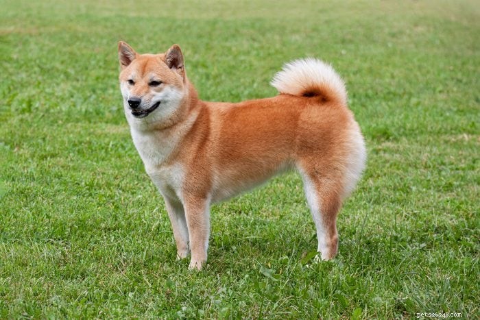 13 Irresistibly Cute Dogs With Curly Tails