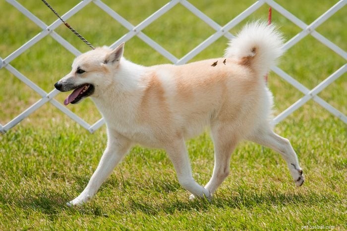 13 Irresistibly Cute Dogs With Curly Tails