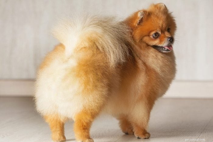 13 Irresistibly Cute Dogs With Curly Tails