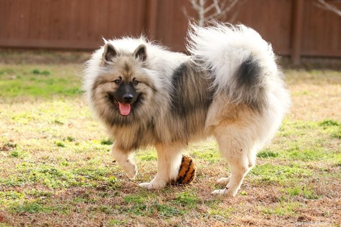 13 Irresistibly Cute Dogs With Curly Tails