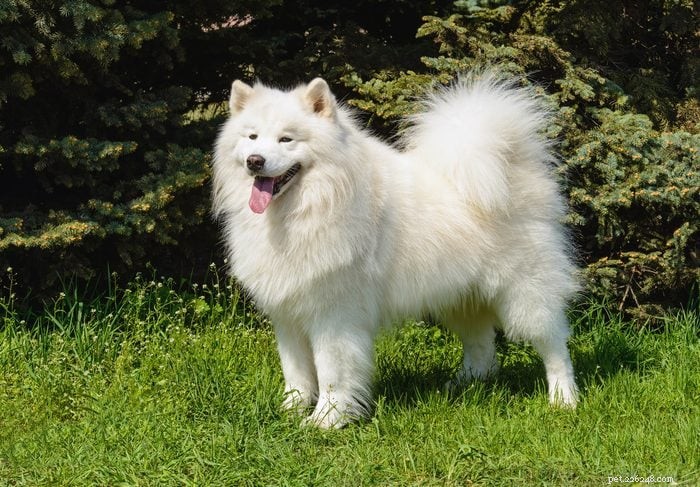 13 Irresistibly Cute Dogs With Curly Tails