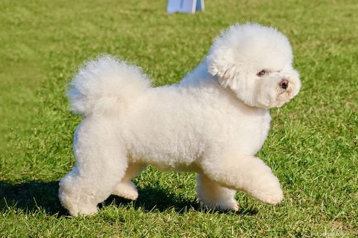 13 Irresistibly Cute Dogs With Curly Tails