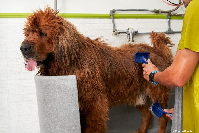 13 Irresistibly Cute Dogs With Curly Tails