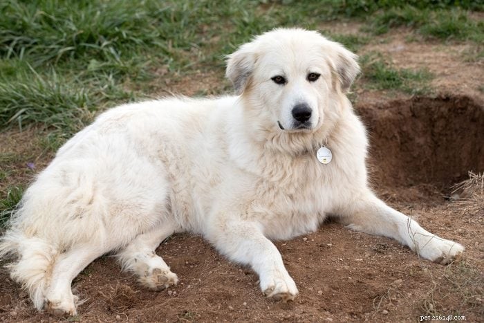 20 Stunning White Dog Breeds & Tips for Maintaining Their Pristine Coats