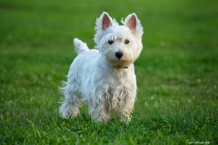 20 Stunning White Dog Breeds & Tips for Maintaining Their Pristine Coats