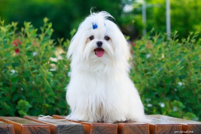 20 Stunning White Dog Breeds & Tips for Maintaining Their Pristine Coats