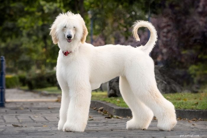 20 Stunning White Dog Breeds & Tips for Maintaining Their Pristine Coats