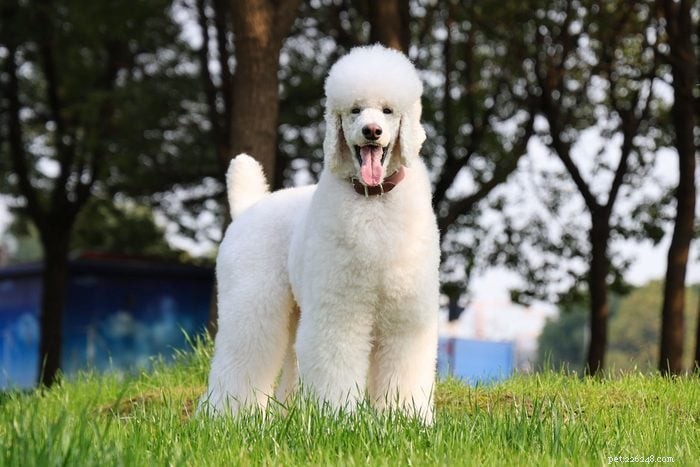 20 Stunning White Dog Breeds & Tips for Maintaining Their Pristine Coats