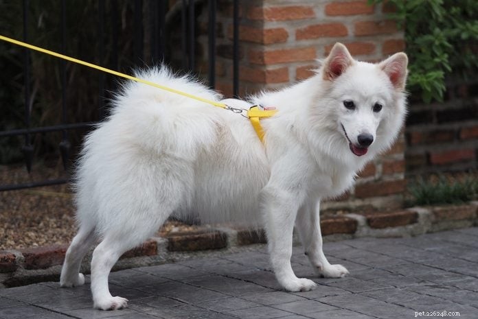 20 Stunning White Dog Breeds & Tips for Maintaining Their Pristine Coats