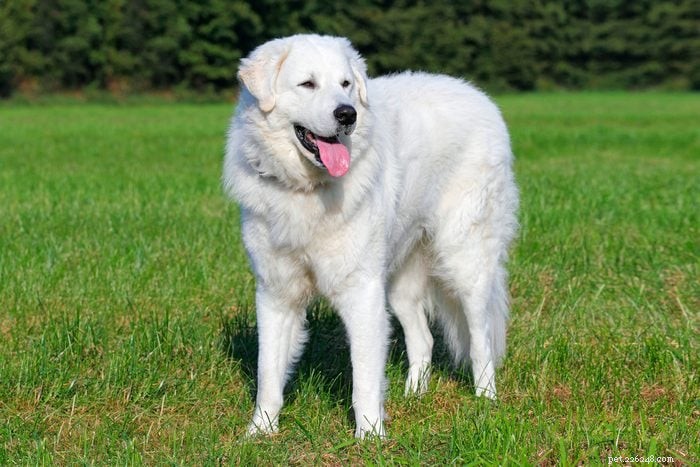 20 Stunning White Dog Breeds & Tips for Maintaining Their Pristine Coats