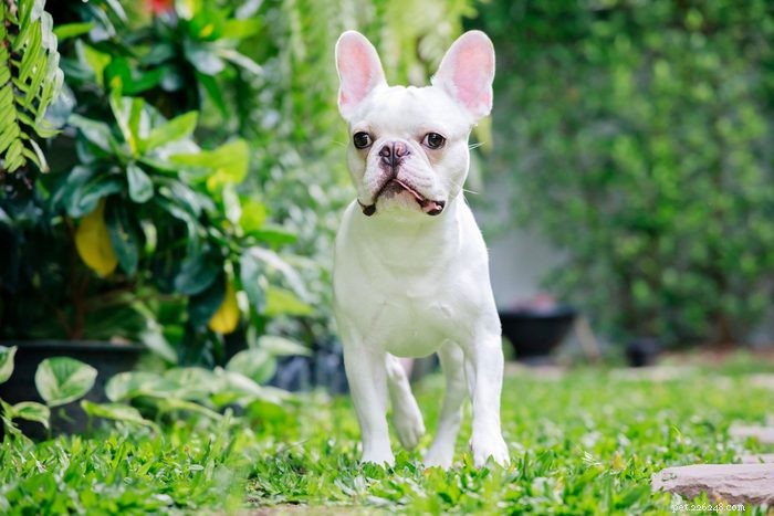 20 Stunning White Dog Breeds & Tips for Maintaining Their Pristine Coats