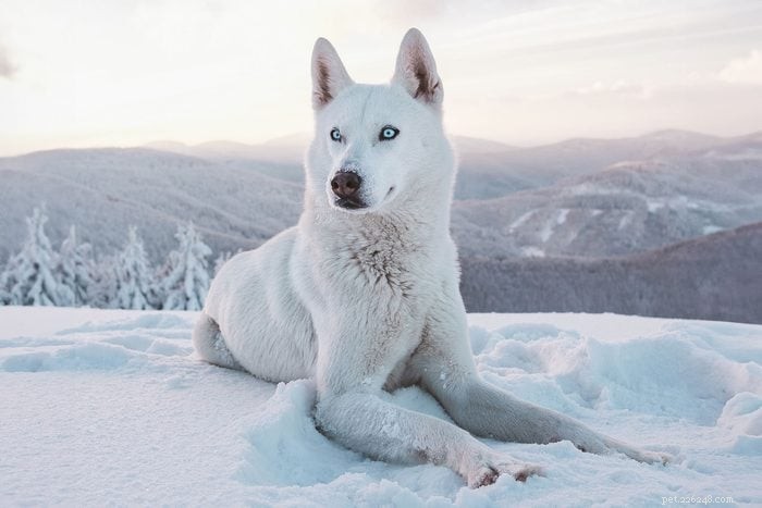 20 Stunning White Dog Breeds & Tips for Maintaining Their Pristine Coats