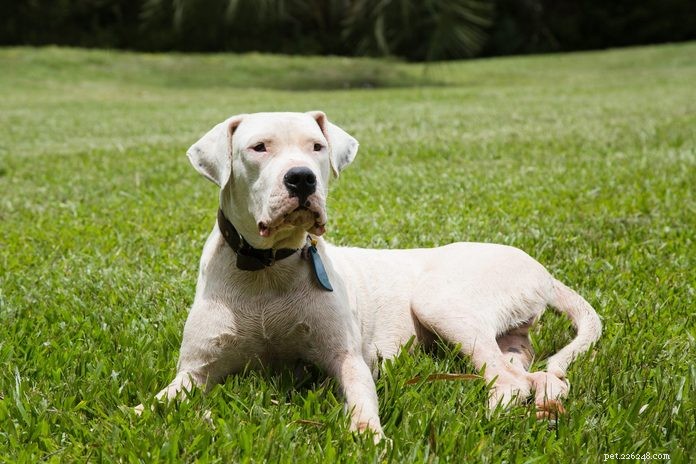 20 Stunning White Dog Breeds & Tips for Maintaining Their Pristine Coats