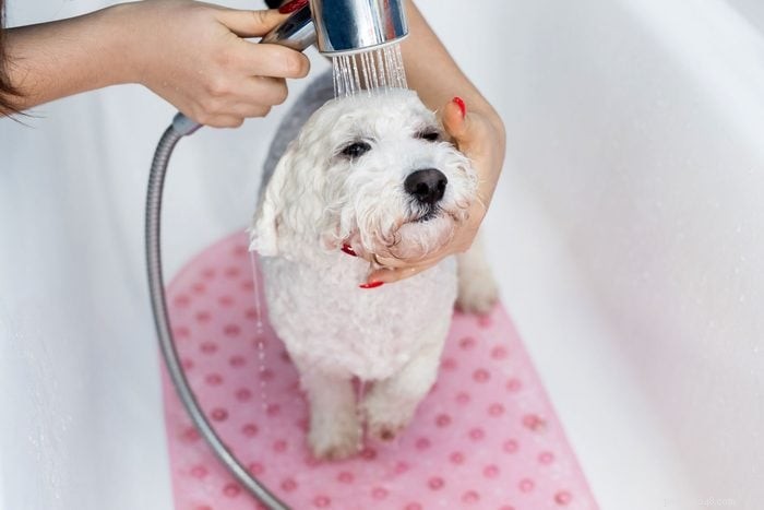 20 Stunning White Dog Breeds & Tips for Maintaining Their Pristine Coats