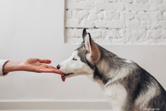 Decoding Dog Licking: 4 Expert-Backed Reasons Behind Their Affectionate Licks