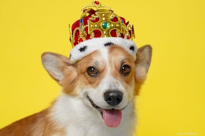 America’s Most Spoiled Dog Breeds Revealed