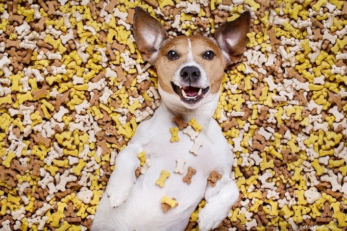 America’s Most Spoiled Dog Breeds Revealed