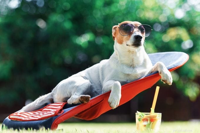 America’s Most Spoiled Dog Breeds Revealed