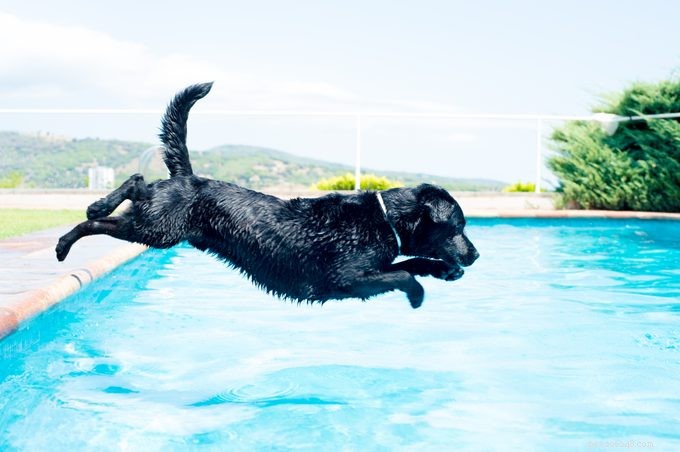 Can Every Dog Swim? Essential Tips for Safe Water Adventures with Your Dog