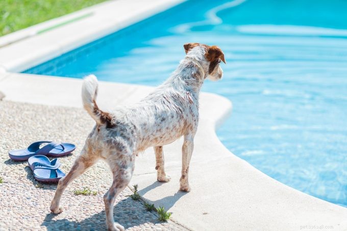 Can Every Dog Swim? Essential Tips for Safe Water Adventures with Your Dog