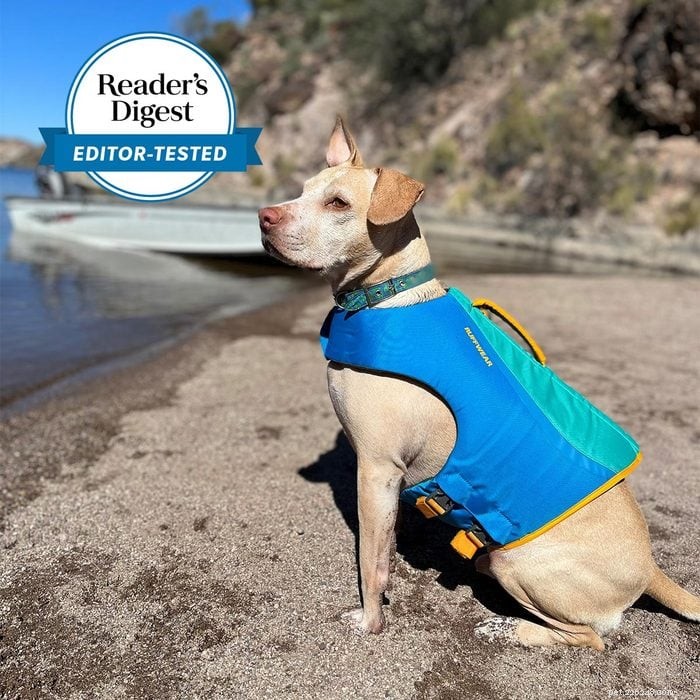 Top 6 Dog Life Jackets for Safer Water Adventures