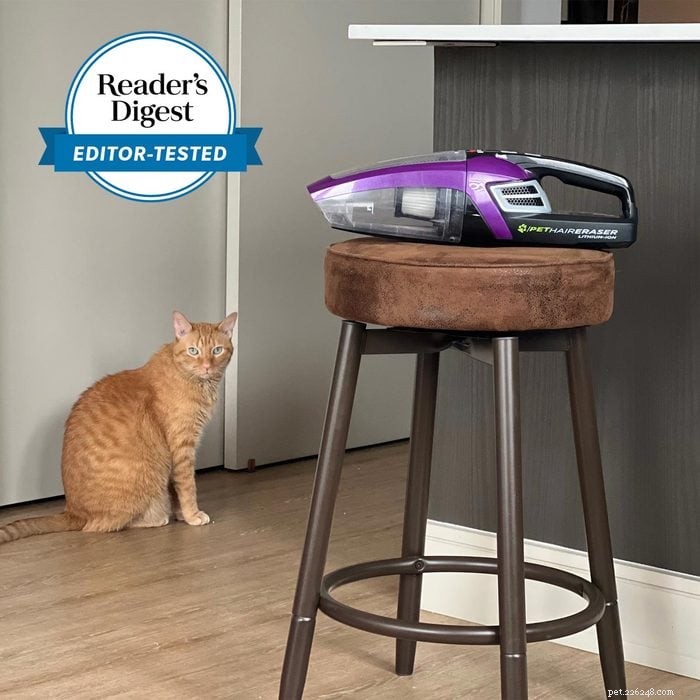 Must‑Have Wayfair Pet Essentials: 13 Products You Didn’t Know You Needed