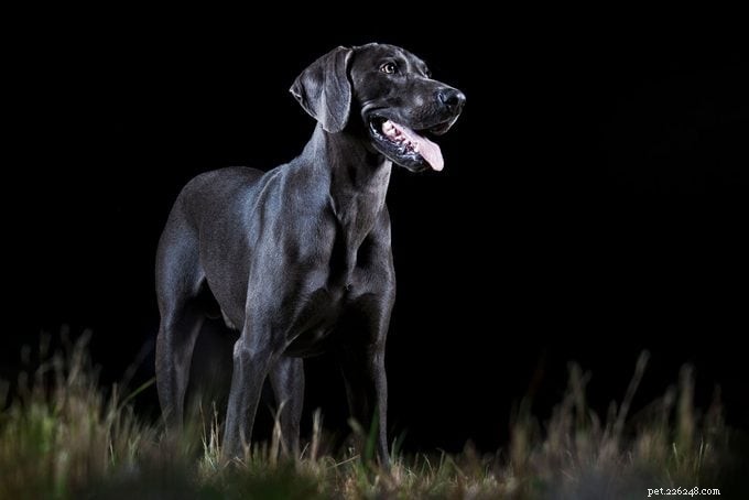 How Well Do Dogs See in the Dark? Understanding Canine Night Vision