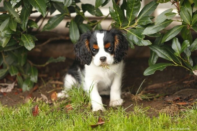 Why Do Dogs Eat Grass? 7 Key Reasons and Proven Ways to Stop the Habit