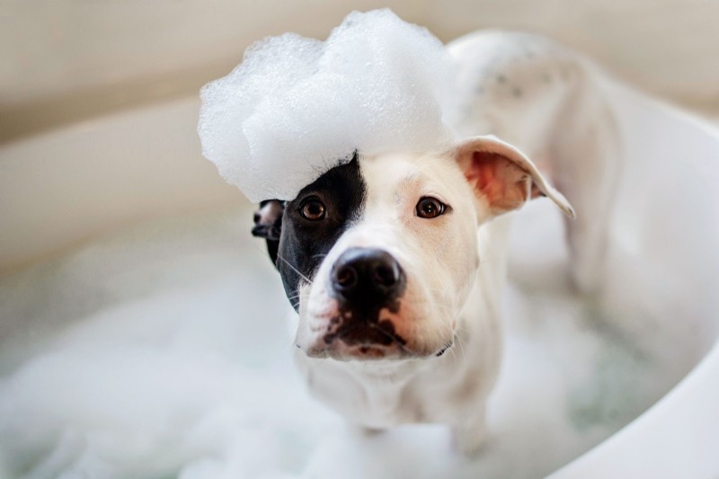 Top 11 Dog Shampoos for a Clean, Healthy Coat
