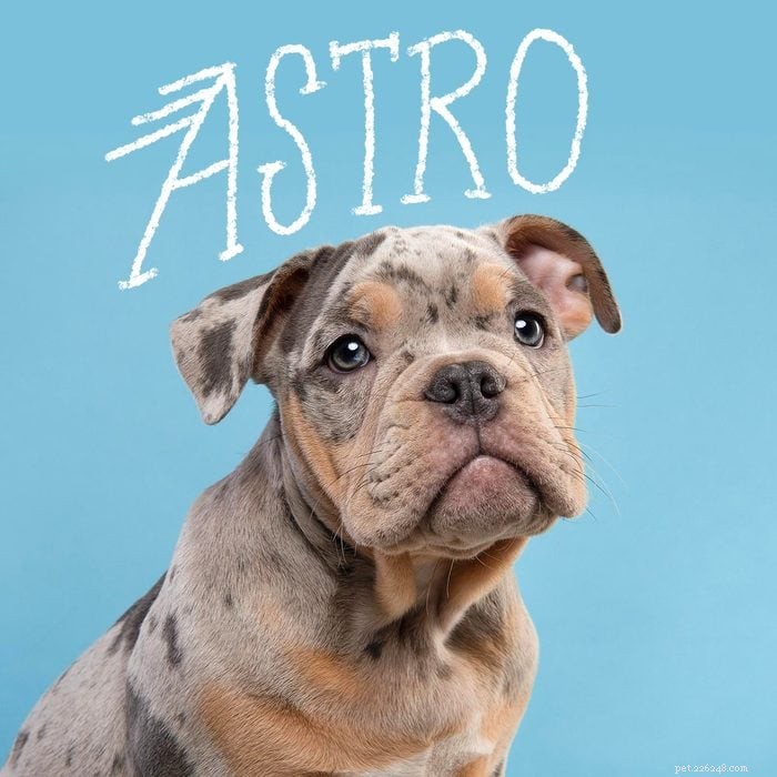 Top 175 Boy Dog Names to Find the Perfect Match for Your Canine Companion