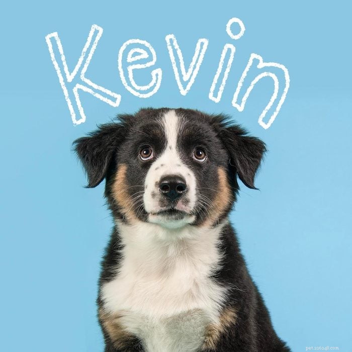 Top 175 Boy Dog Names to Find the Perfect Match for Your Canine Companion